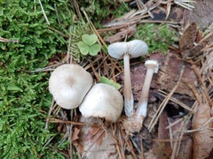Rhodocollybia asema
