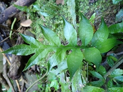 Leptochilus ellipticus