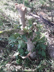 Phytolacca dioica
