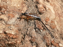 Dolichomitus imperator