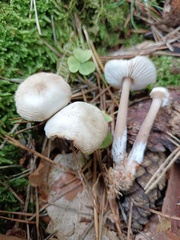 Rhodocollybia asema