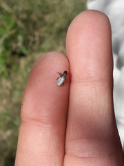 Cephisus siccifolius