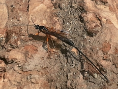 Dolichomitus imperator