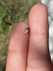 Cephisus siccifolius