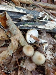 Rhodocollybia asema