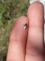 Cephisus siccifolius