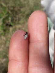 Cephisus siccifolius