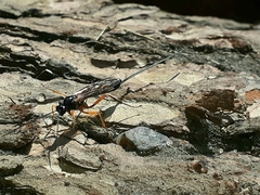 Dolichomitus imperator