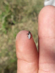 Cephisus siccifolius