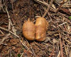 Rhizopogon