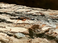 Dolichomitus imperator