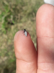 Cephisus siccifolius