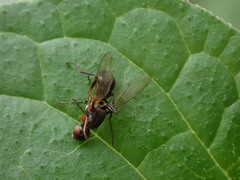 Sepsidae