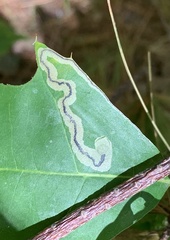 Stigmella quercipulchella