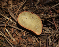 Rhizopogon