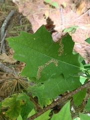 Stigmella quercipulchella