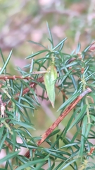 Oligotrophus panteli