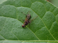 Sepsidae