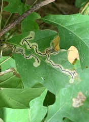 Stigmella quercipulchella
