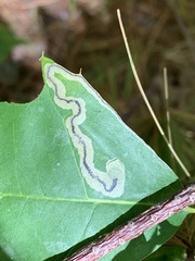 Stigmella quercipulchella