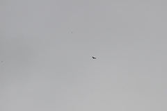 Pernis ptilorhynchus