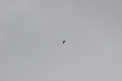 Pernis ptilorhynchus