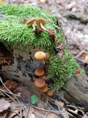 Galerina marginata