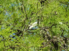 Cephisus siccifolius