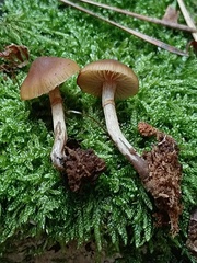 Galerina marginata