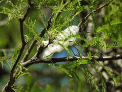 Cephisus siccifolius