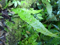 Leptochilus wrightii