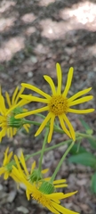 Senecio lopezii