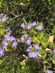 Scaevola crassifolia