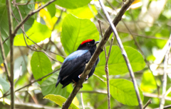 Chiroxiphia pareola