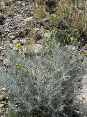 Senecio flaccidus