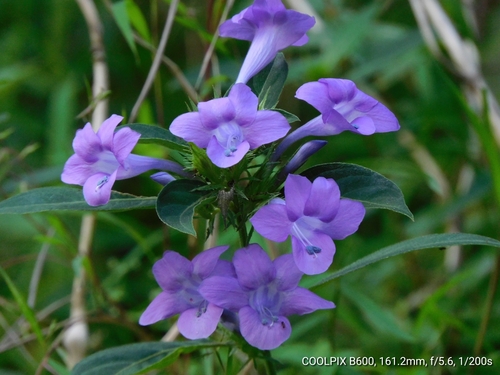 Image of Barleria cristata by (c) Jagdish Singh Negi, some rights reserved (CC BY)
