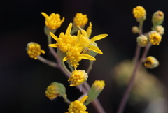 Senecio venosus