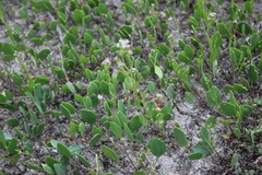 Lepidium cartilagineum