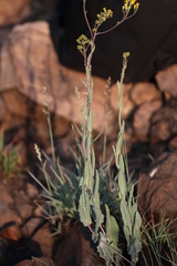 Senecio venosus