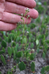 Lepidium cartilagineum