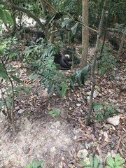 Macaca cyclopis