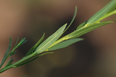 Acalypha caperonioides