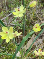 Thelymitra