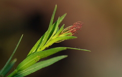 Acalypha caperonioides