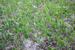 Lepidium cartilagineum