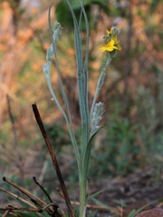 Hypoxis rigida