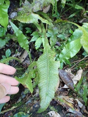 Leptochilus wrightii