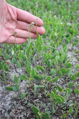 Lepidium cartilagineum