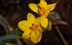 Hypoxis rigida
