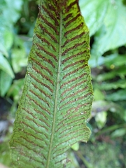 Leptochilus wrightii